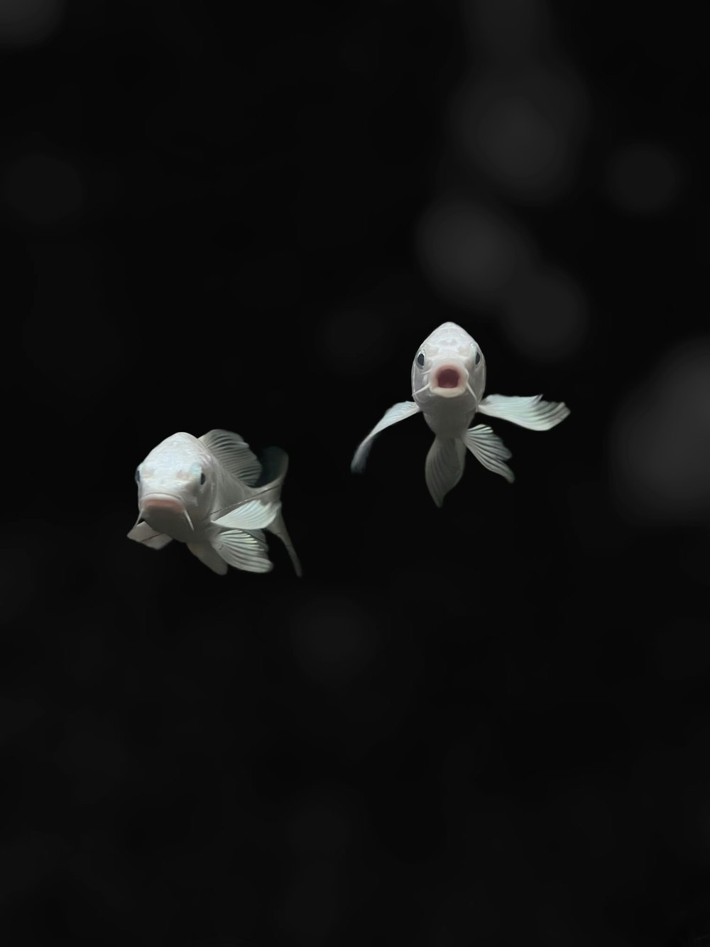 a couple of white fish swimming next to each other
