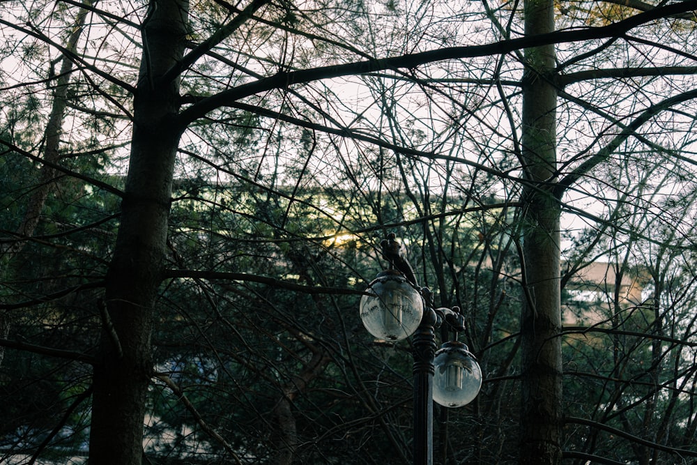 a couple of street lights sitting in the middle of a forest