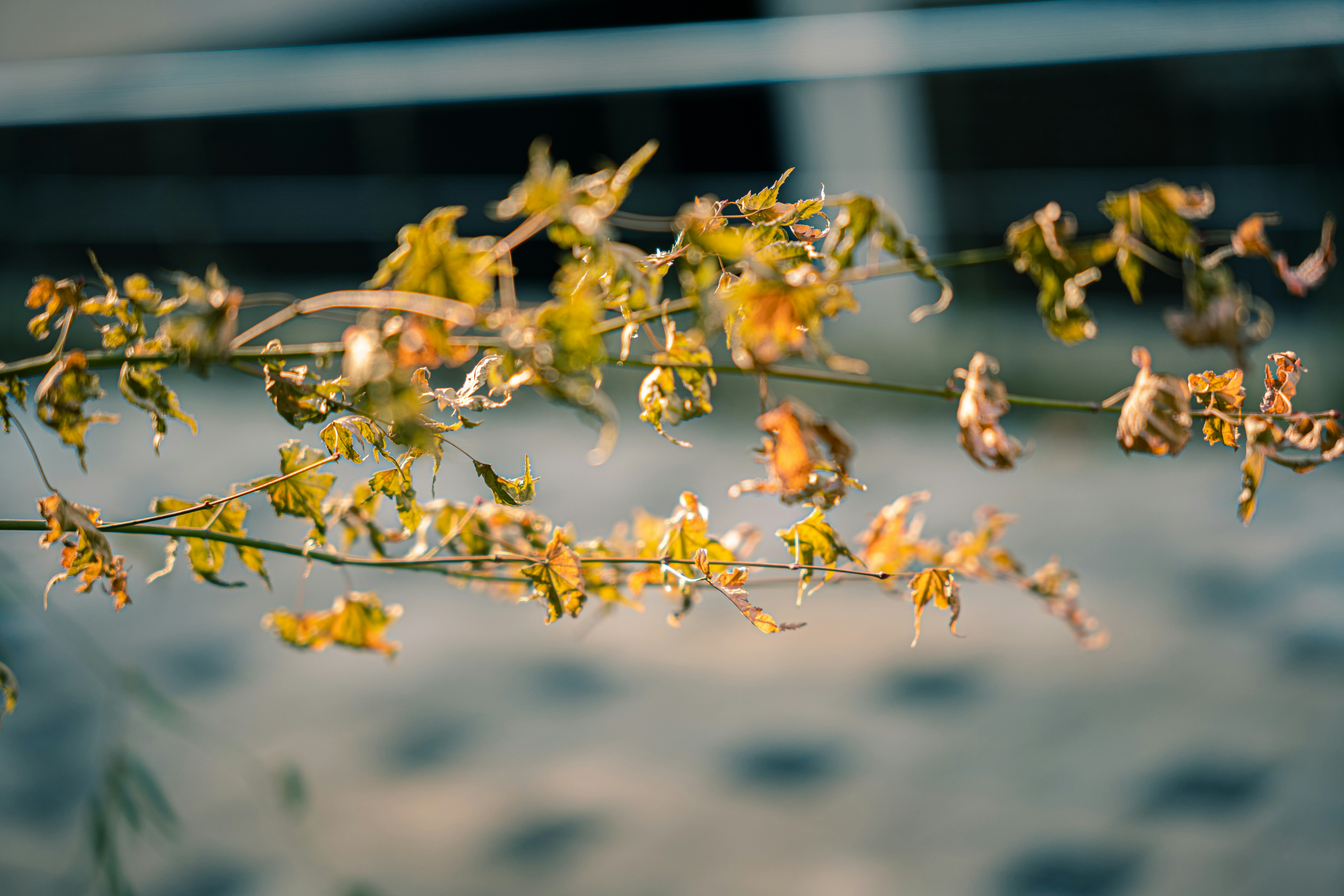 Photo by brother_yoon