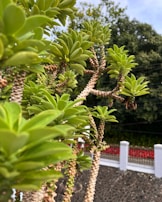 Succulent plants with thick green leaves and textured stems are seen in an outdoor setting. The background features a stone wall with white pillars and a hint of red flowers, while greenery fills the top portion of the image.