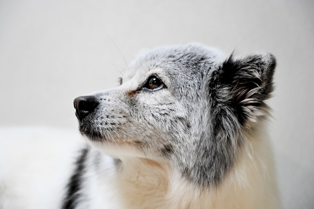 a close up of a dog with a white background