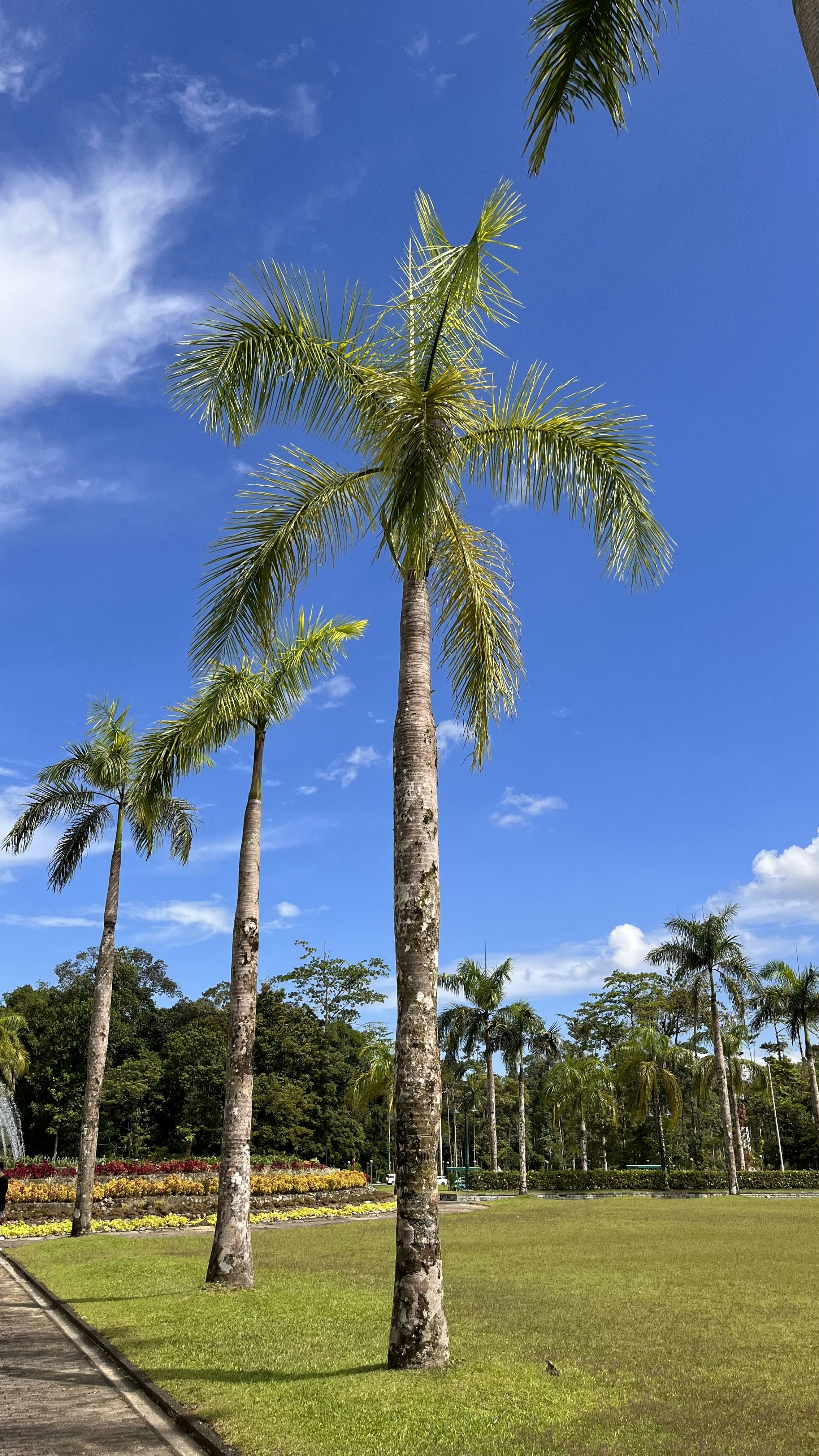 Tall palm trees against a blue sky in Freeport Grand Bahama