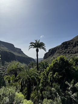 A vibrant view of the wax palm trees towering over the Cocora Valley with colorful birds flying nearby.