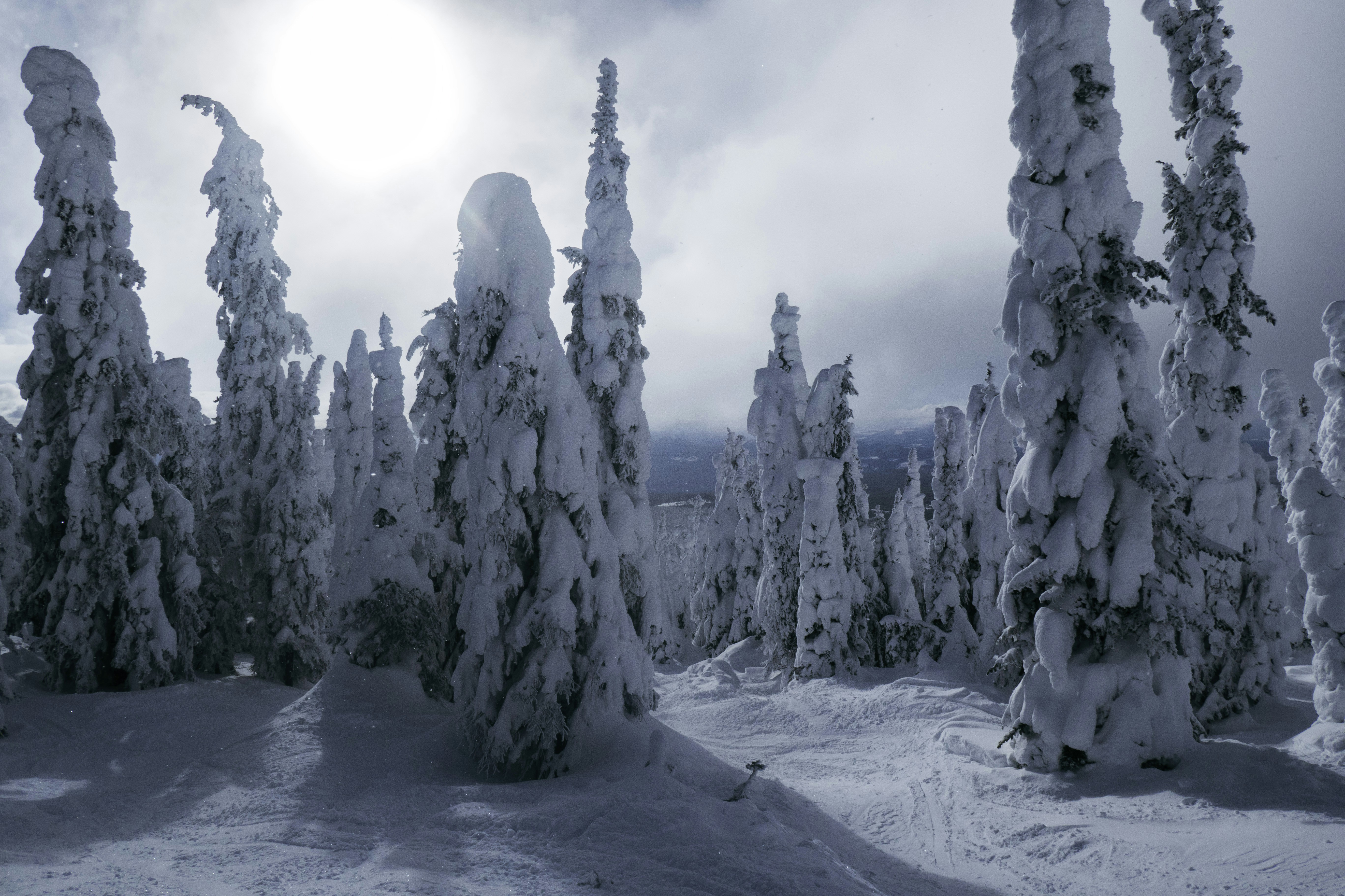The Fossil Forest: Ancient Trees in Eternal Ice (image credits: unsplash)