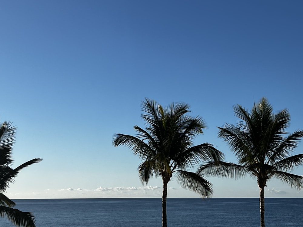 a couple of palm trees sitting on top of a beach