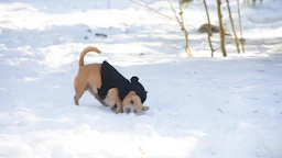 perrito en la nieve con ropa a medida