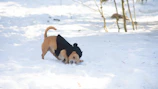 A happy puppy in a cozy, hand-stitched jacket playing in a garden.