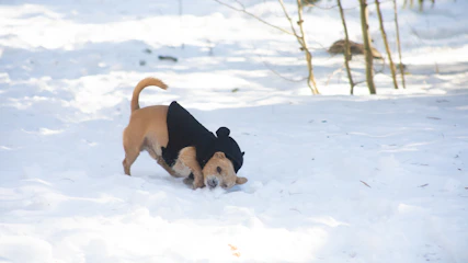 perrito en la nieve con ropa a medida