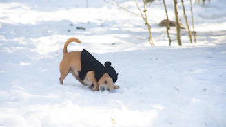 A joyful dog dressed in a vibrant, custom-fitted jacket playing in a garden.