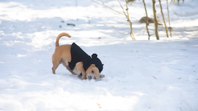 A small dog happily playing in fresh snow, wrapped in a thick, snow-ready winter coat.