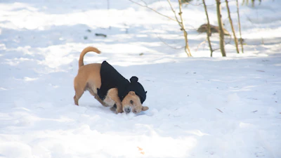 A happy puppy in a cozy, hand-stitched jacket playing in a garden.
