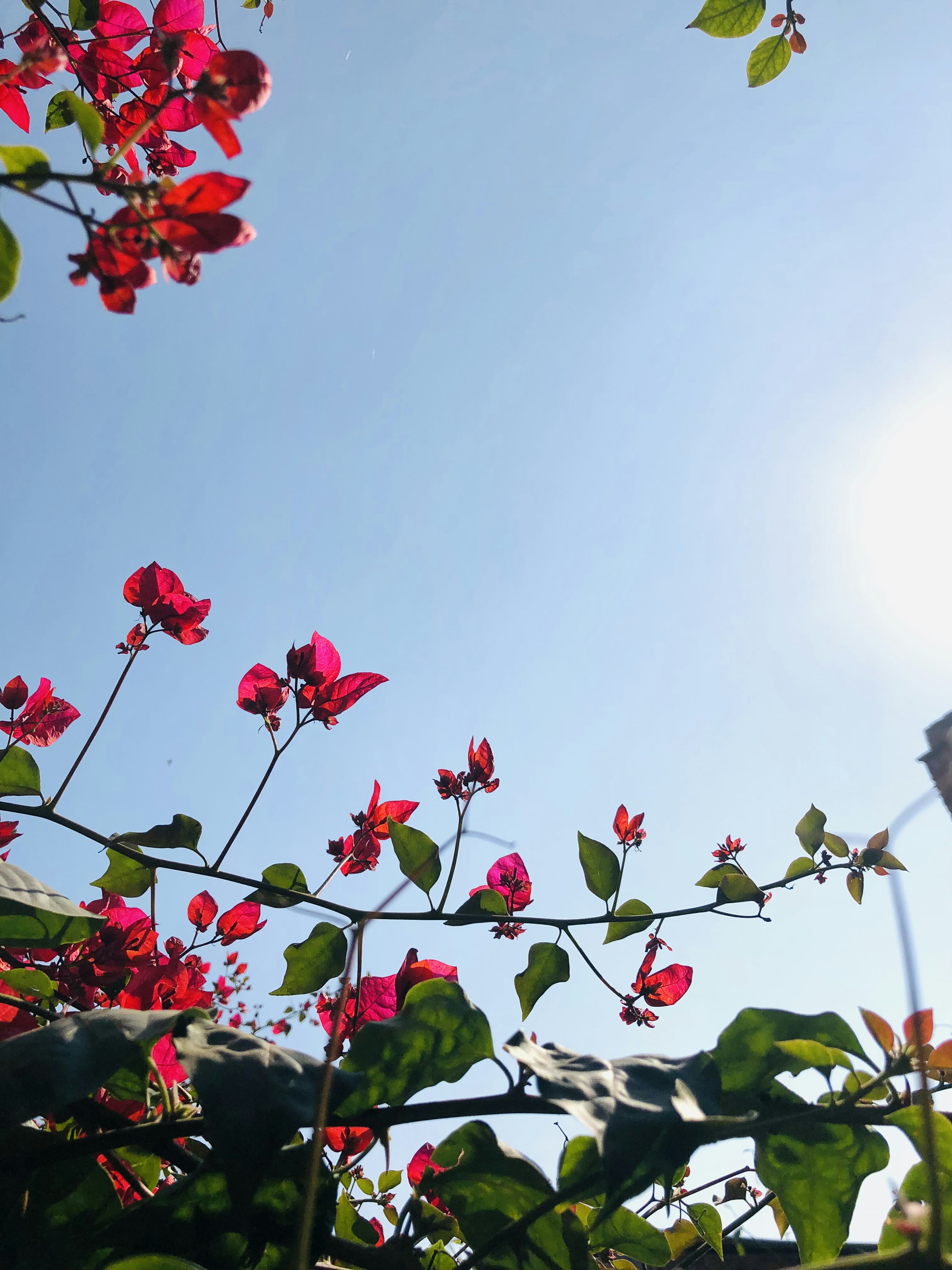 Photo by shakibkhan5526