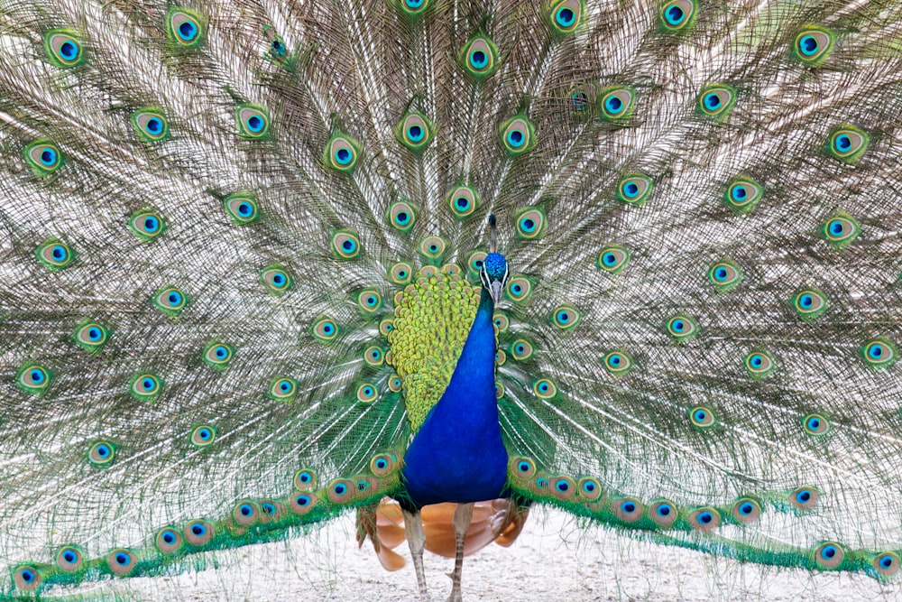 a peacock with its feathers spread out