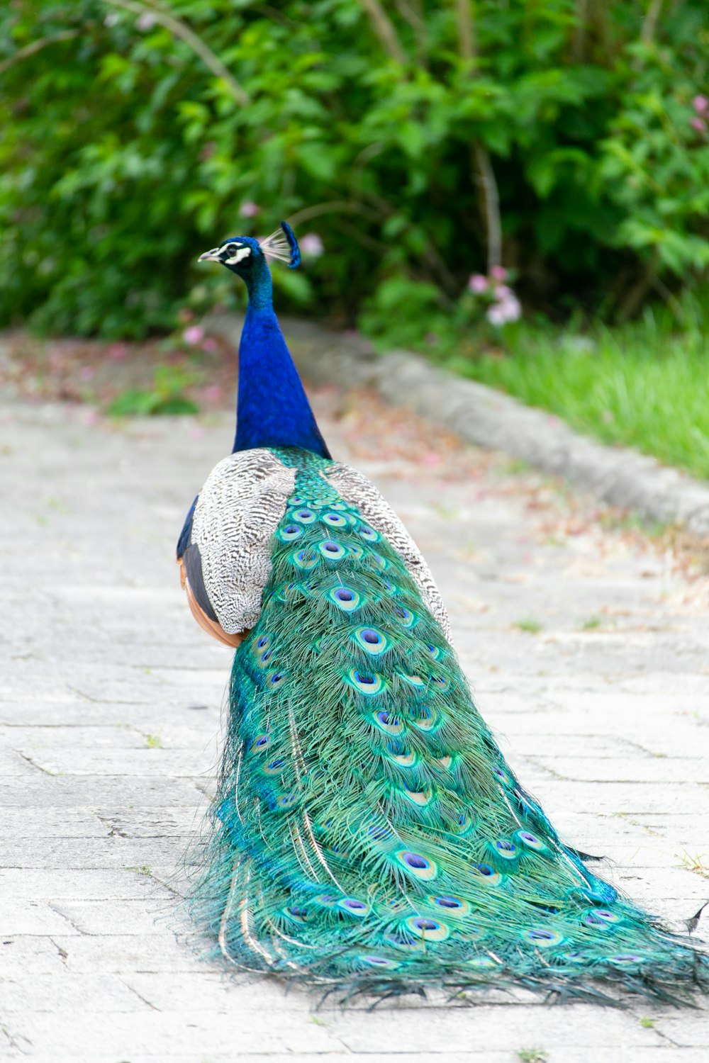 a peacock standing on a brick walkway next to a bush
