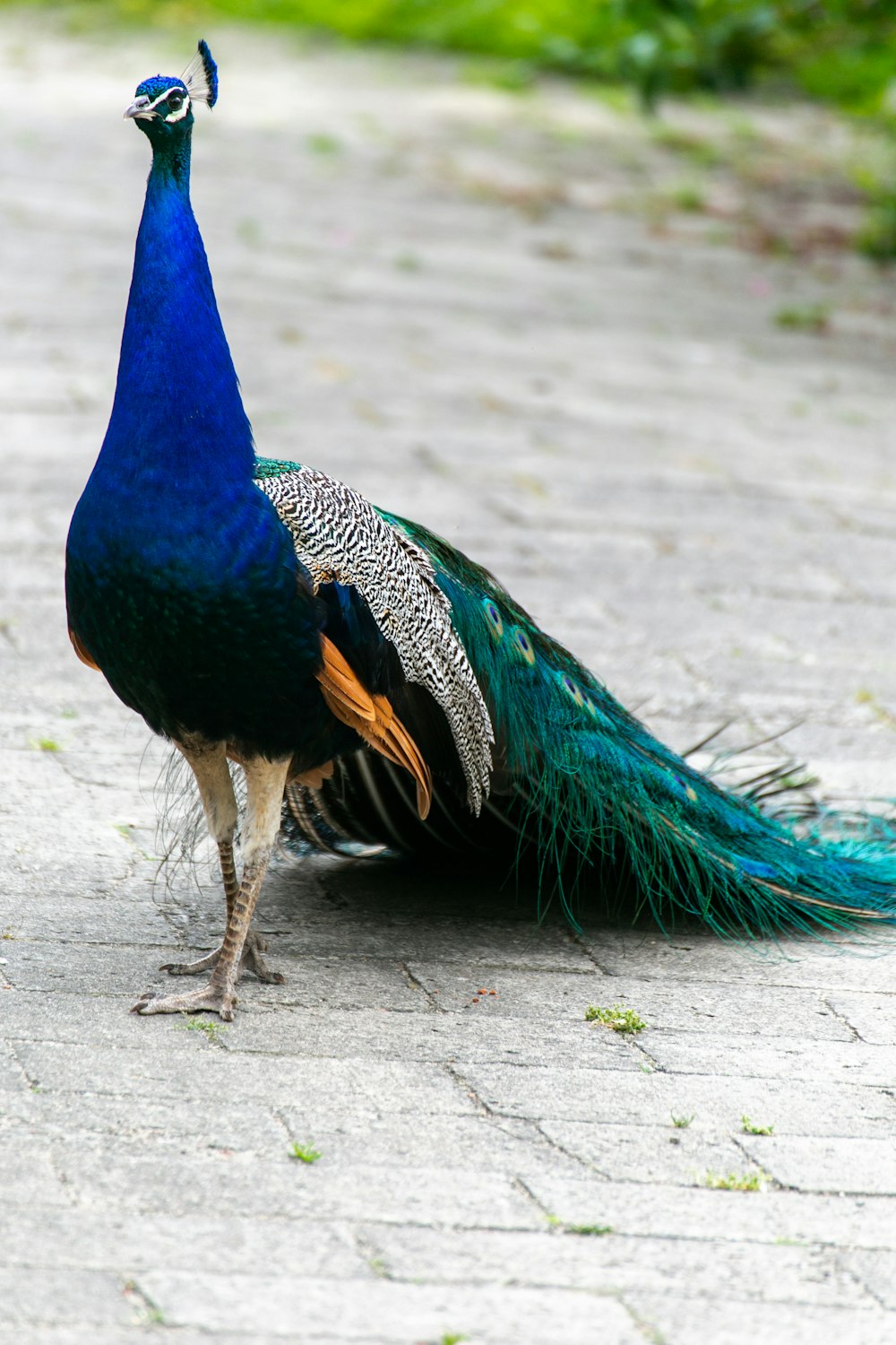 a peacock standing on a sidewalk with its feathers spread out