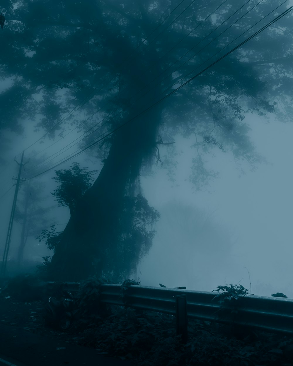 a large tree in the middle of a foggy forest