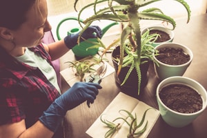 A person wearing blue gloves is tending to an aloe plant on a table with several pots filled with soil. The person is using pruning shears to trim the plant, with a watering can ready for use. The setting appears to be a home gardening or indoor plant care activity.