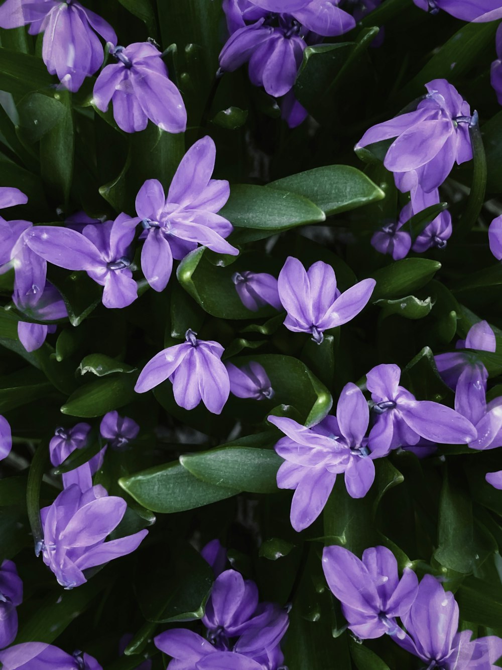 a bunch of purple flowers with green leaves