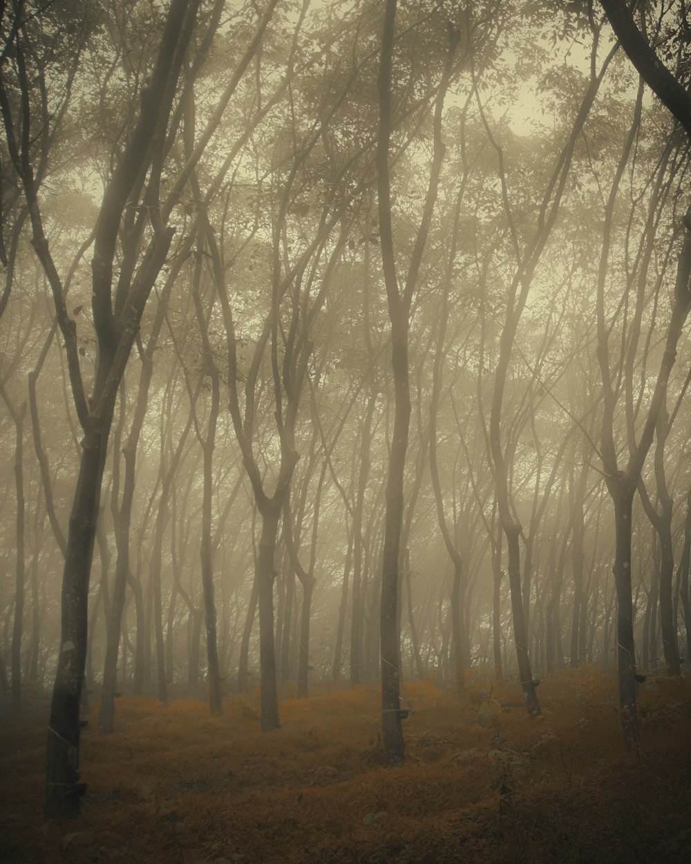 a foggy forest filled with lots of trees