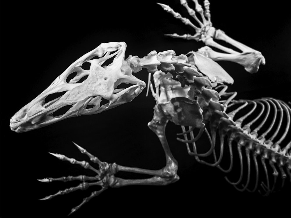 a skeleton of a bird is shown in black and white