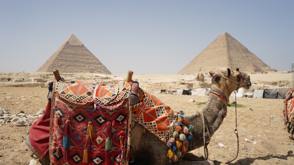 um camelo com uma sela senta-se em frente às pirâmides