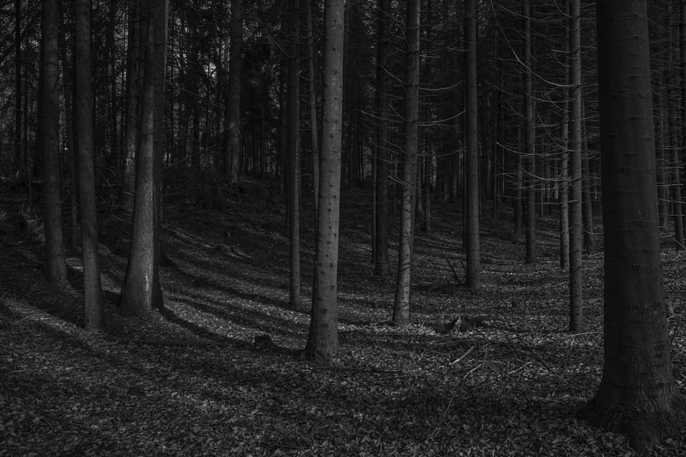 Une photo en noir et blanc d’une forêt