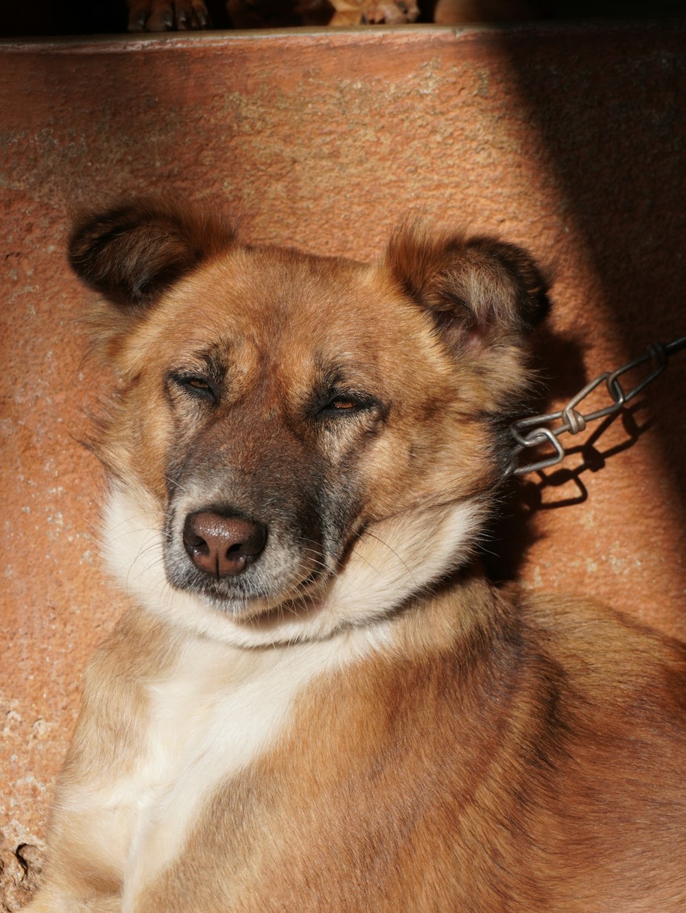 a close up of a dog with a chain around it's neck