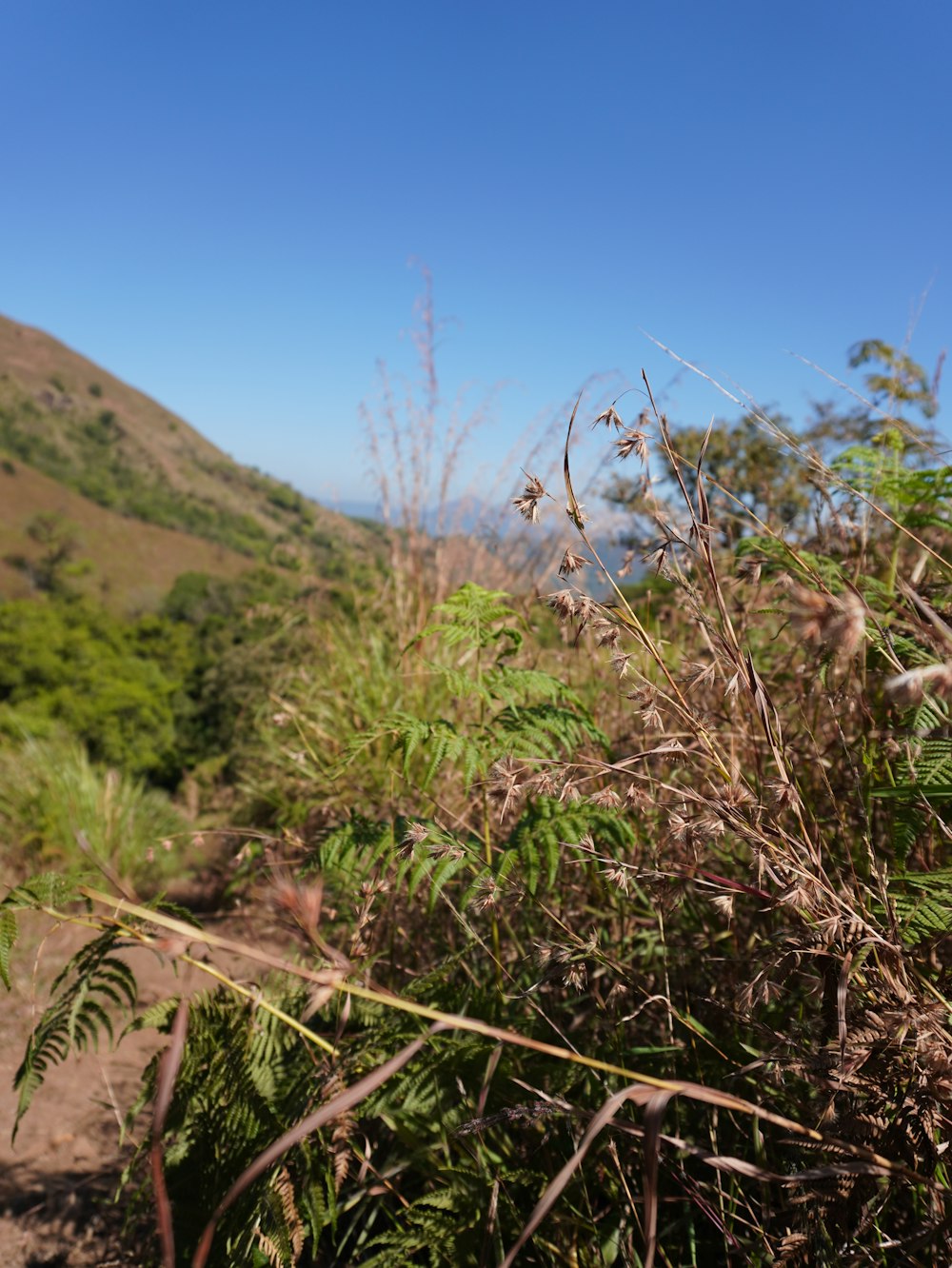 a view of a mountain from a trail