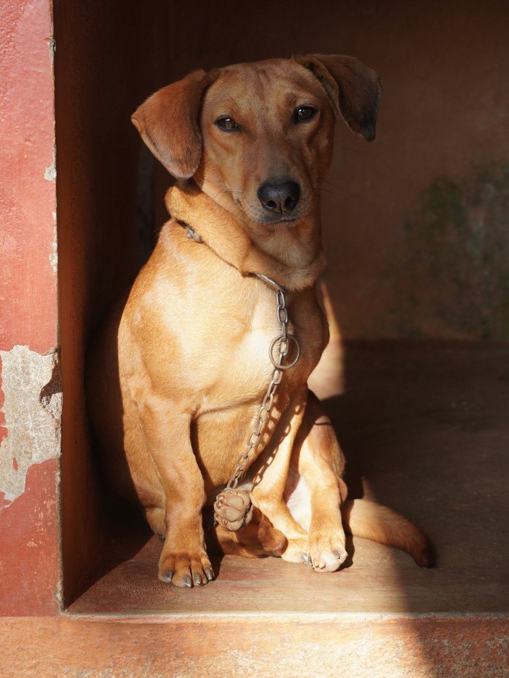 a brown dog sitting in a wooden box