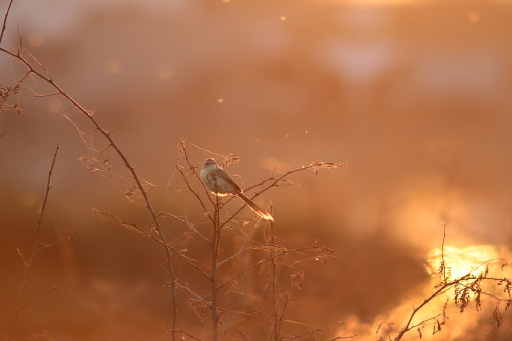 Ein kleiner Vogel sitzt auf einem trockenen Grasfeld