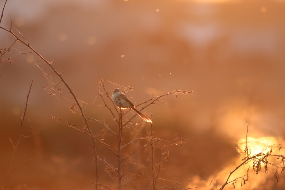 Un piccolo uccello seduto in cima a un campo di erba secca