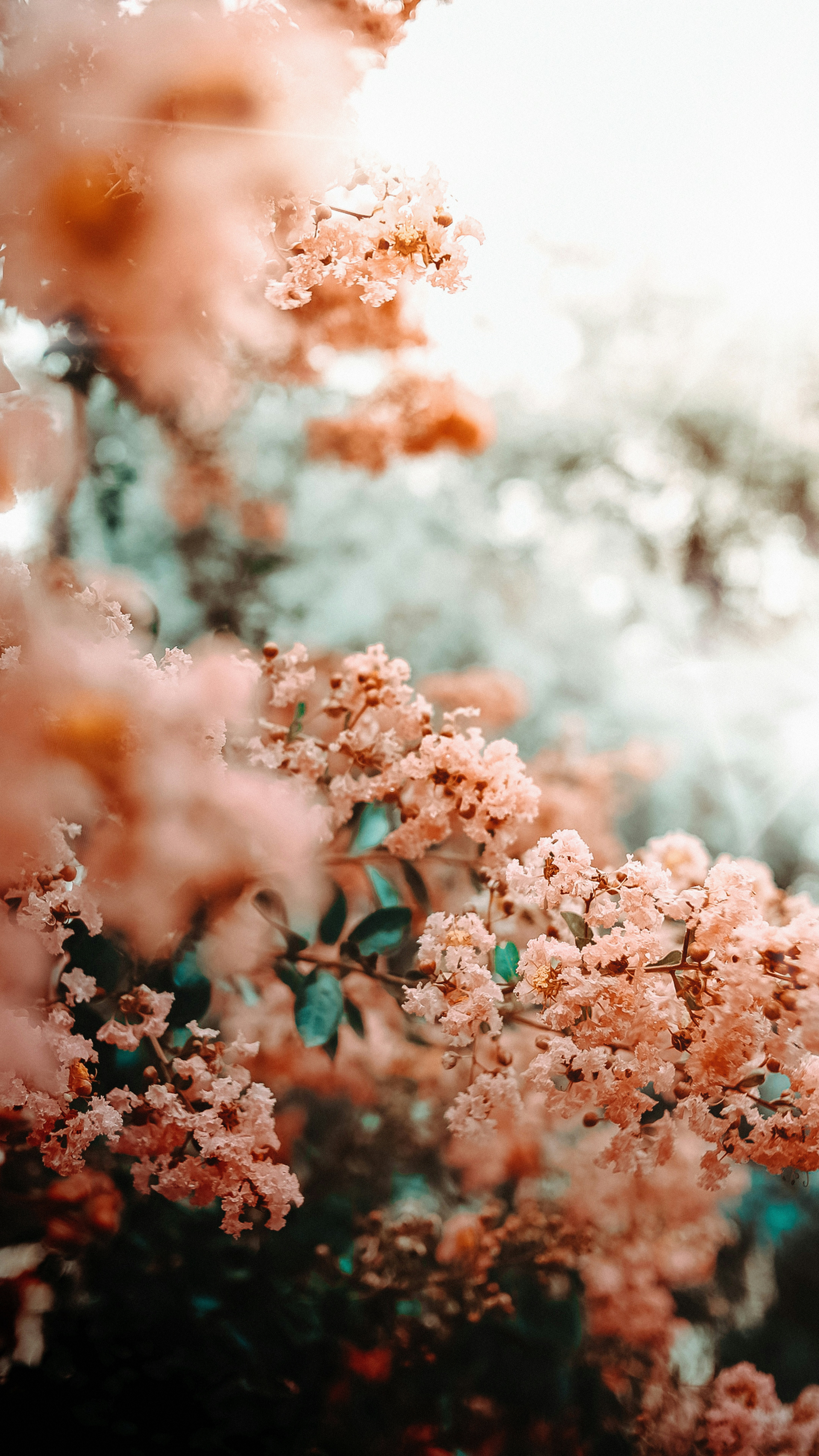 A bunch of flowers that are on a tree photo – Free Flower Image on Unsplash