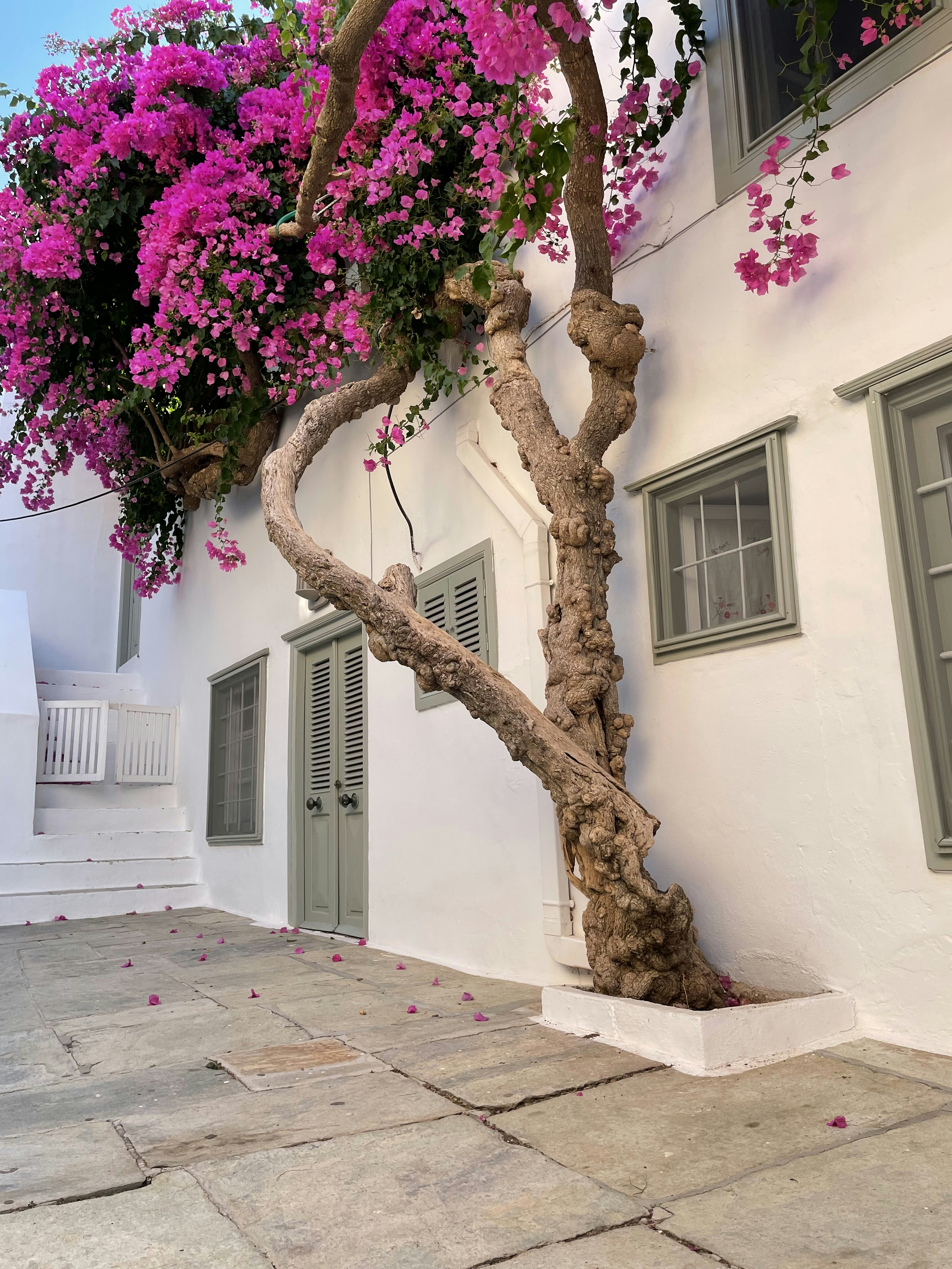 Photo by nicoletadobarleanu