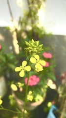 a close up of a flower in a vase