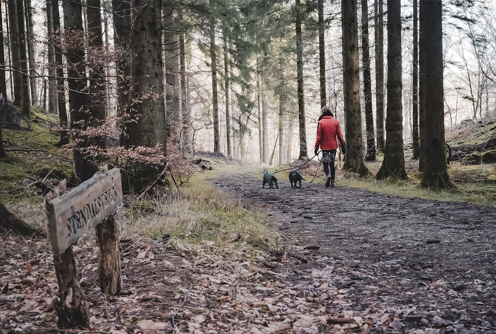 a man walking two dogs on a trail in the woods