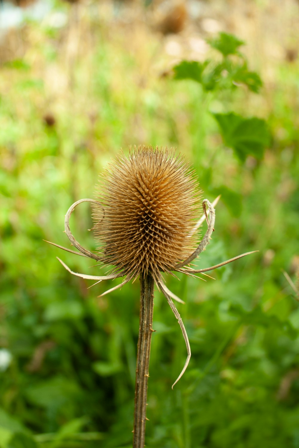 a close up of a flower in a field