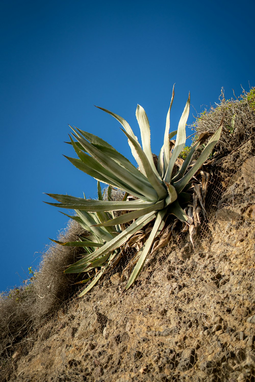 a plant growing out of the side of a hill