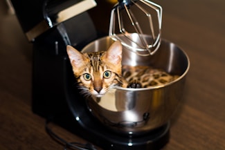 A Bengal cat is sitting inside the mixing bowl of a stand mixer. The mixer is black with a shiny metal bowl, and the whisk attachment is visible. The cat's green eyes and brown, spotted fur are prominent, creating a playful and unusual scene.