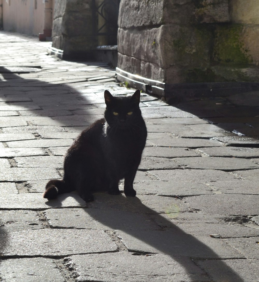 a black cat sitting on a cobblestone street