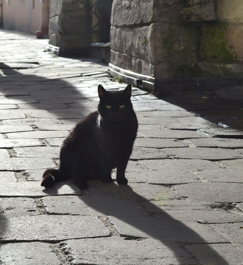 Un gato negro sentado en una calle empedrada