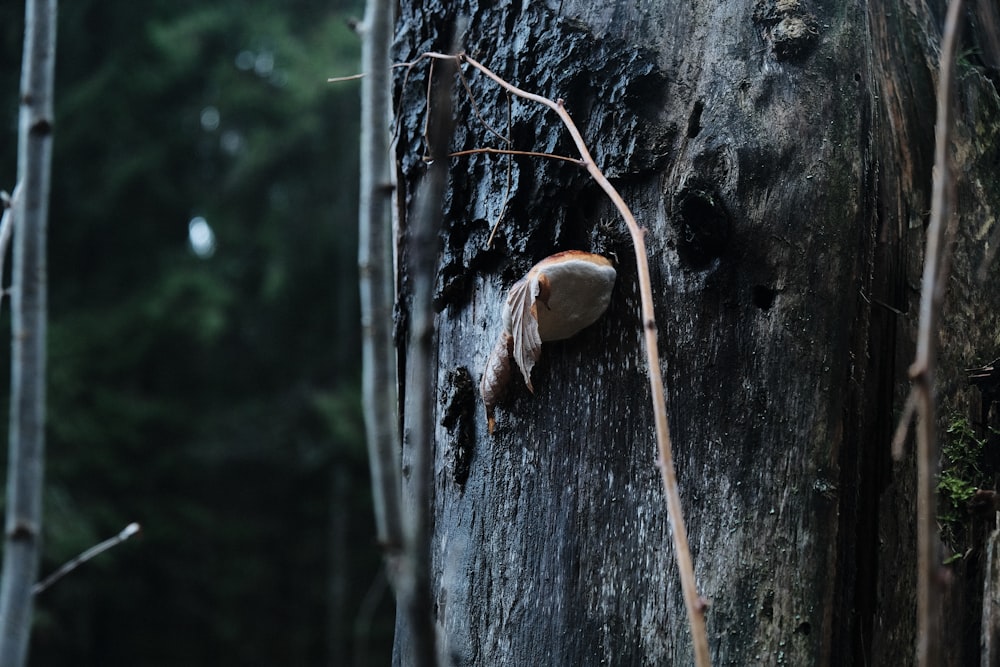 a close up of a tree with a snail on it