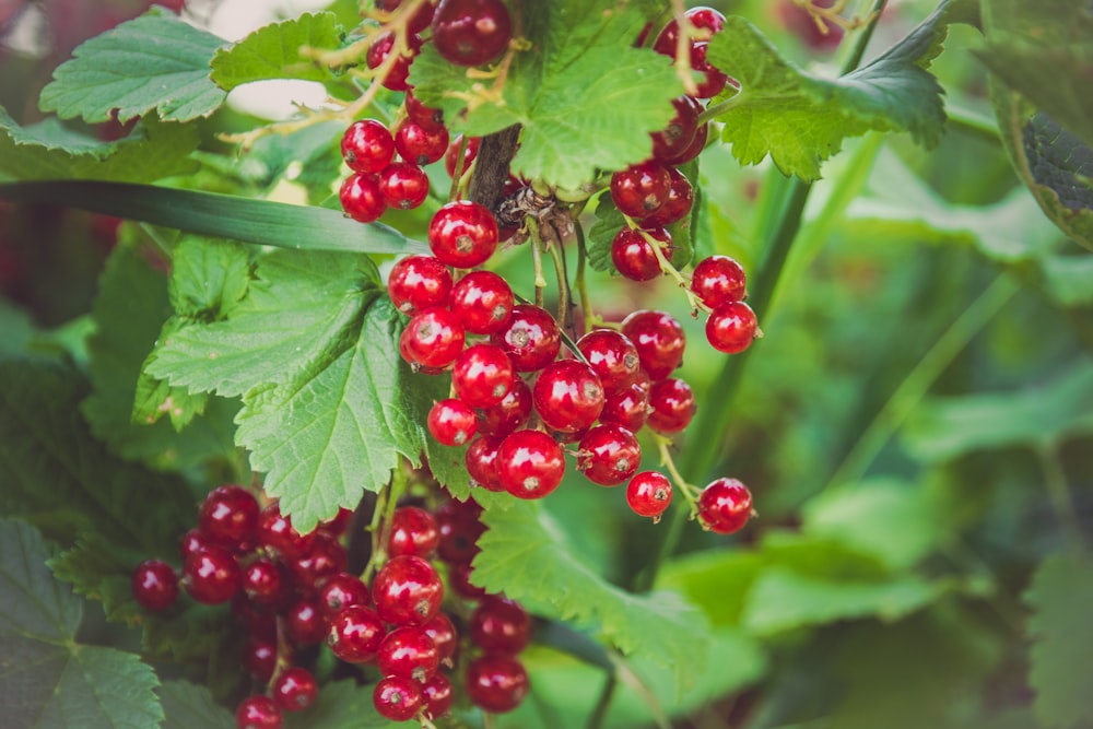 a bunch of red berries hanging from a tree