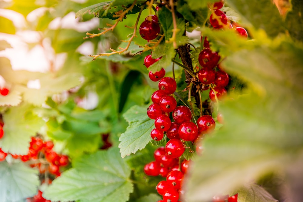 a bunch of red berries hanging from a tree