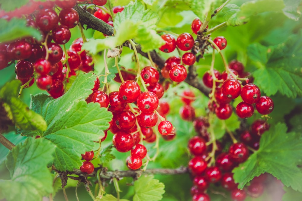 a bunch of red berries hanging from a tree