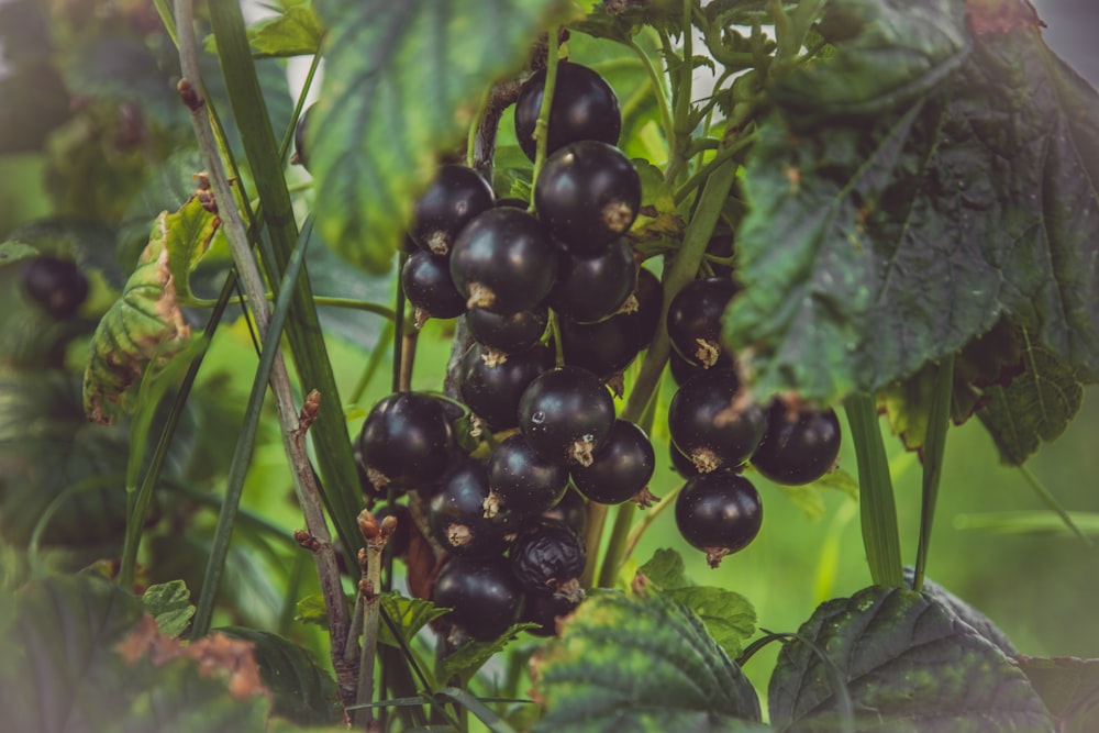 a bunch of black berries hanging from a tree