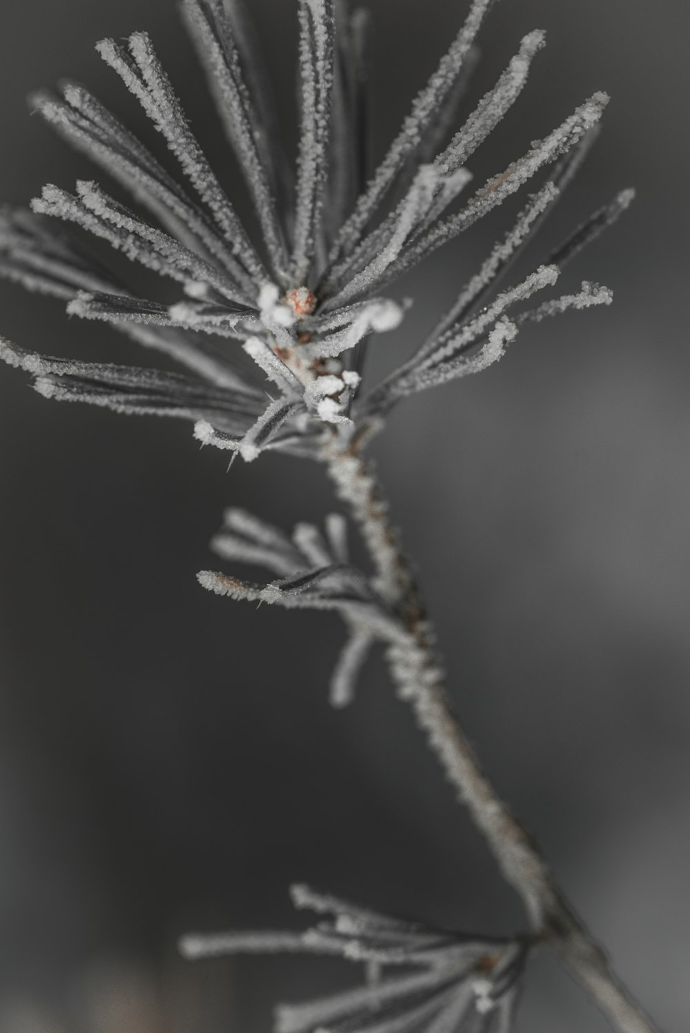 eine Nahaufnahme einer Pflanze mit Frost darauf