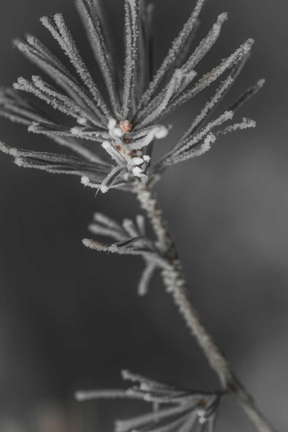 a close up of a plant with frost on it