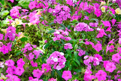 A vibrant bouquet of lilac and magenta flowers arranged elegantly with green leaves.