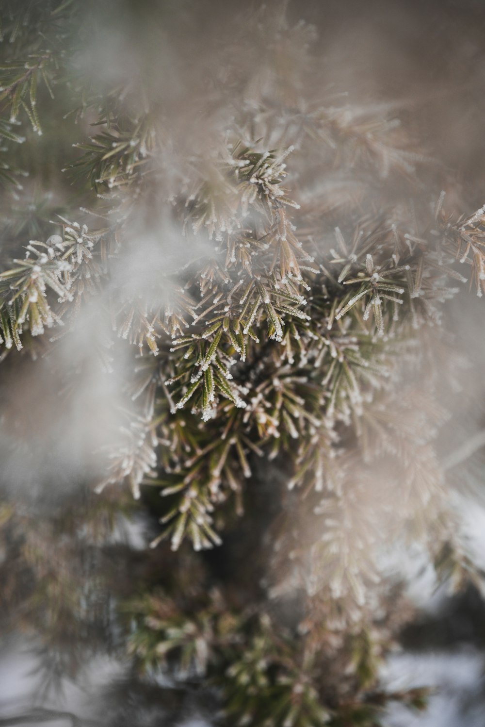 a close up of a pine tree with snow on it