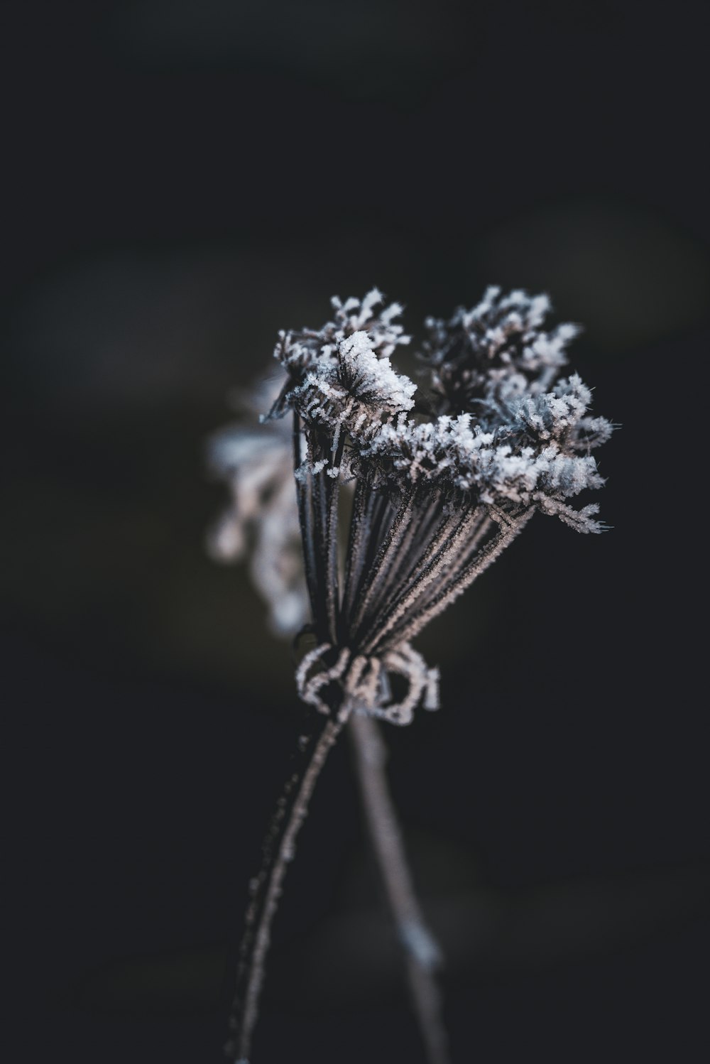 un bouquet de fleurs assis sur une table